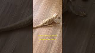 The She Dragon Refuse to Chomp For You pets reptiles reptilian shorts viralvideo animals [upl. by Seta]