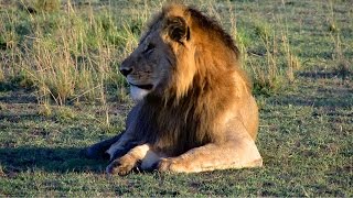 Masai Mara  Safariabenteuer im Tierparadies  Tierherden Gnuwanderung und Raubtiere [upl. by Ecnaiva]