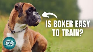 12 Things Only Boxer Dog Owners Understand [upl. by Maurreen]