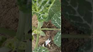 Thrips Attack Symptoms DrYKSachancultivationking News [upl. by Wun318]