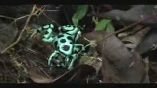 Dendrobates auratus Frog fight [upl. by Yacov]