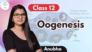 Class 12 Oogenesis under 4 mins [upl. by Eah636]