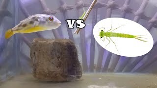 Buntal Fahaka VS Larva Capung Jarum [upl. by Iemaj770]