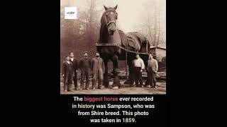 Meet Sampson The Colossal Shire Horse of 1859 RecordBreaking Giant horsepower gianthorse [upl. by Roselle]