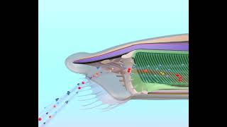 Amphioxus coupe sagitale [upl. by Dusty]