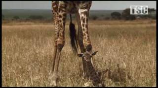 Battle at Kruger Mother Love Giraffe vs Hyena [upl. by Landrum]