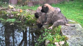 Leonberger pups 8 weken [upl. by Yelsna]