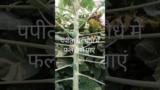 पपीता के नर पौधें में फल कैसे पाए gardening shortsfeed viral grandpagarden1M [upl. by Vizzone]