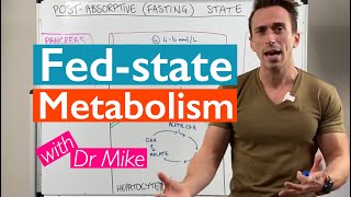 What happens to your body after eating a meal  Metabolism [upl. by Myrtie]