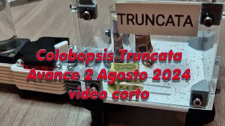 Colobopsis Truncata Avance 2 agosto 2024 [upl. by Retsae]