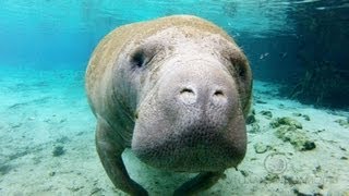 Silver Springs Above Water Manatee Camera powered by EXPLOREorg [upl. by Llireva]