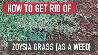 How to Get Rid of Zoysia Grass as a weed DIY Weed Management [upl. by Isayg]