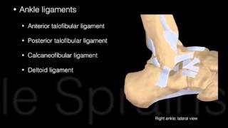 Ankle and Foot Structure and actions [upl. by Montano]