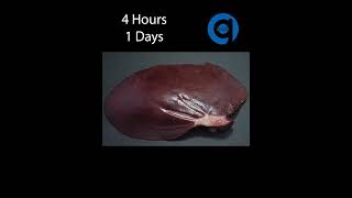 Pig Liver Time Lapse  Rotting Time Lapse [upl. by Atiuqal222]