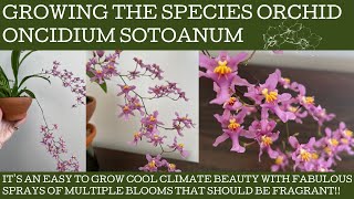 How to grow the species orchid Oncidium sotoatum mother of all Twinkle Oncidiums [upl. by Yetta672]