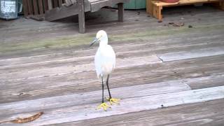 my pet Snowy Egret [upl. by Atlante]