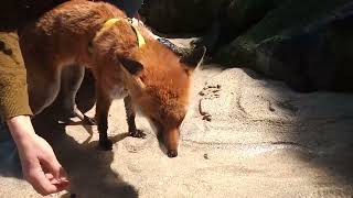 Domesticated fox on Cornish beach [upl. by Frankel]