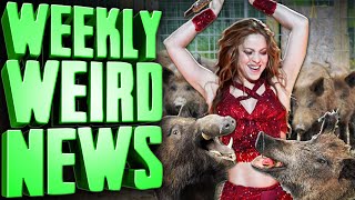 Feral Hogs ATTACK and ROB Shakira  Weekly Weird News [upl. by Blane]