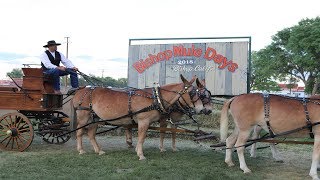 Bishop Mule Days Parade 2018 [upl. by Lebiralc495]