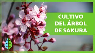 CUIDADOS del CEREZO JAPONÉS o SAKURA 🌸🇯🇵 Riego Sustrato REPRODUCCIÓN y más [upl. by Naej]