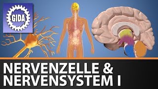 Trailer  Nervenzelle amp Nervensystem I  Biologie  Schulfim [upl. by Heigho79]