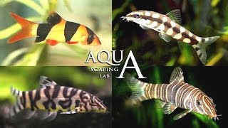 Aquascaping Lab  Botia Clown Loach description Macracanthus Almorhae Sidthimunki  descrizione [upl. by Enileme658]