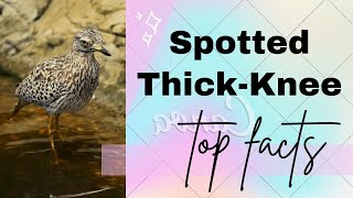 spotted thickknee facts  spotted dikkop  Cape thickknee [upl. by Ahserkal]