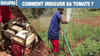 Système dIrrigation avec Moto Pompe pour la Culture de Tomate [upl. by Longtin]