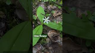 Queens Cup  Clintonia uniflora  Alpine Biodiversity  Beaty Biodiversity Museum UBC plants hike [upl. by Hceicjow]