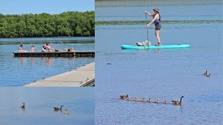 Baby Geese amp River Adventures 🛶🌞 [upl. by Sharp187]