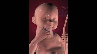 Fetus Development Stage 10 3D Animation [upl. by Alohcin867]