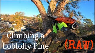 Climbing a Loblolly Pine One Saw for the Whole Tree [upl. by Bedell487]