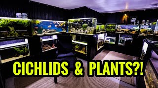 How to Have PLANTS in an AFRICAN CICHLID Aquarium [upl. by Pickford]