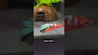 Heres My Walstad Betta Fish Tank Setup Video aquarium fishtank bettafish [upl. by Greenes717]