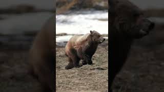 Run like the wind  Amazing Facts About Grizzly Bears  Animal Planet [upl. by Neibart]