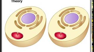 Endosymbiotic Theory [upl. by Dov]