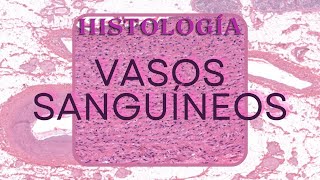 Histología de Vasos Sanguíneos [upl. by Rangel]