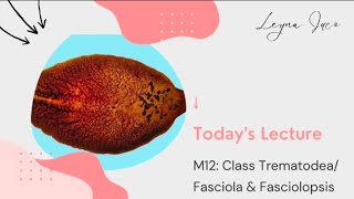 PARASITOLOGYM12 INTRO TO TREMATODES FASCIOLA amp FASCIOLOPSIS [upl. by Alliscirp]