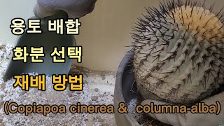 선인장 흑왕환 고룡환 분갈이Copiapoa cinerea amp columnaalba 다육식물 용토 배합 [upl. by Ltney743]