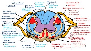 Ascending and Descending Spinal Cord Tracts Made Easy [upl. by Seadon201]