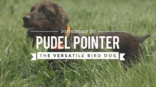 FIELD TRAINING PUDELPOINTERS THE POODLE POINTER CROSS [upl. by Yreva540]