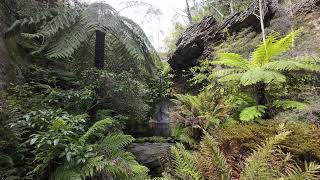 2024 03 23 Leura Evergreen Garden 2 [upl. by Fanny]