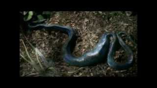 Reptiles amp Amphibians Documentary E1 Part 4 [upl. by Lucrece369]