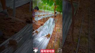 Tips for grape planting laying reflective mulch to promote coloring。 葡萄種植小撇步，膨大期鋪反光地膜，促進其果穗著色均勻 [upl. by Nnylyam]