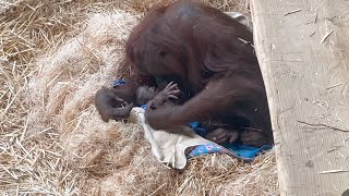 Zoo Welcomes New Bornean Orangutan Baby [upl. by Mabel836]