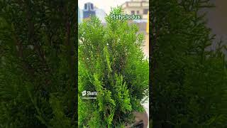 Platycladus is a monotypic genus of evergreen coniferous trees in the cypress family Cupressaceae [upl. by Netsuj938]