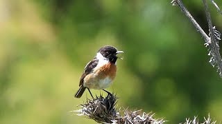 European Stonechat in Spain [upl. by Eveineg588]