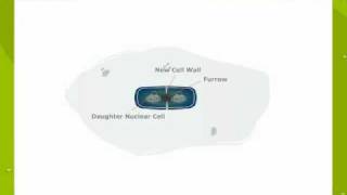 Binary fission in Bacterial cell [upl. by Gonzales]