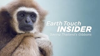 Victims of the trade Gibbon rescue in Thailand [upl. by Lemra]