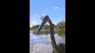 Great Blue Heron  Stare Down [upl. by Eniahs]